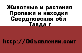 Животные и растения Пропажи и находки. Свердловская обл.,Тавда г.